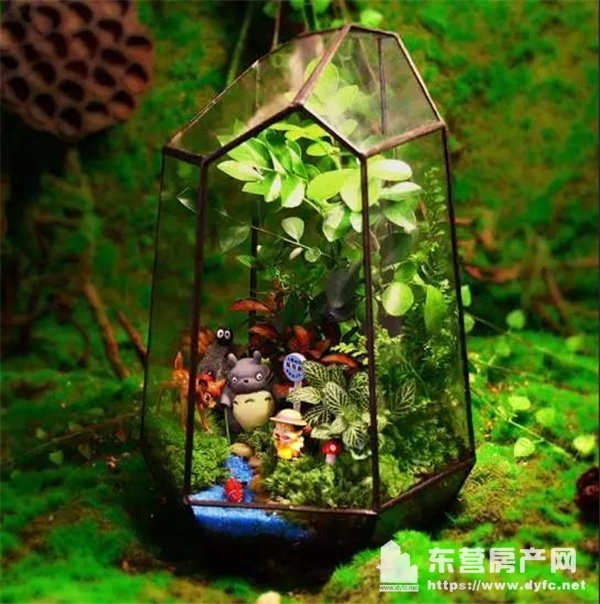 活动主题:微景观diy. 【详情点击】