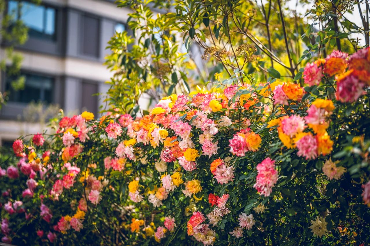 海通·公園里實景圖